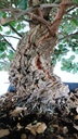 Quercus suber. 620 euros.