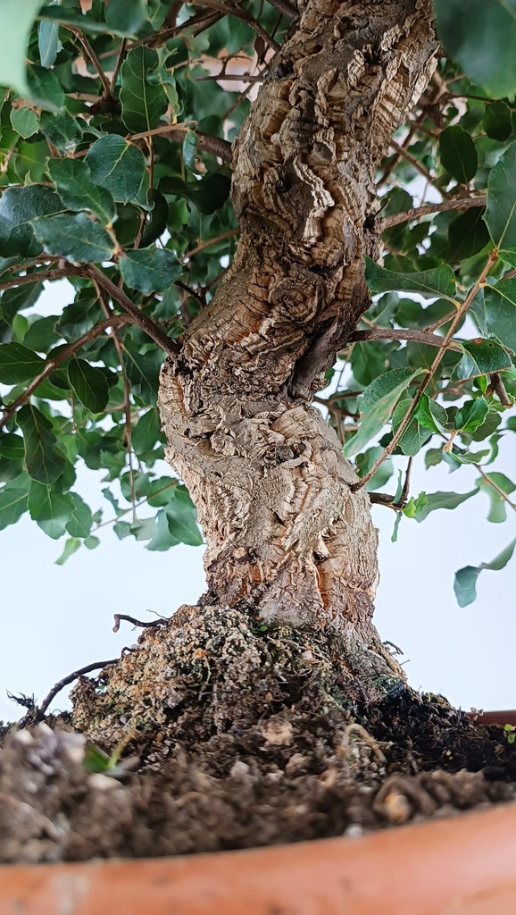 0  Quercus suber, 220 euros