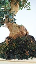 Olea europaea sylvestris, 220 euros