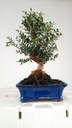 1 Olea europaea sylvestris, 66 euros.