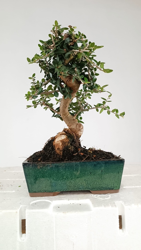 N.º  0  Olea europaea sylvestris 66 euros Passport 43-159518- 050925  D-ES