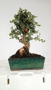 0 Olea europaea sylvestris, 66 euros