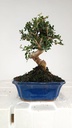 3 Olea europaea sylvestris,  30 euros