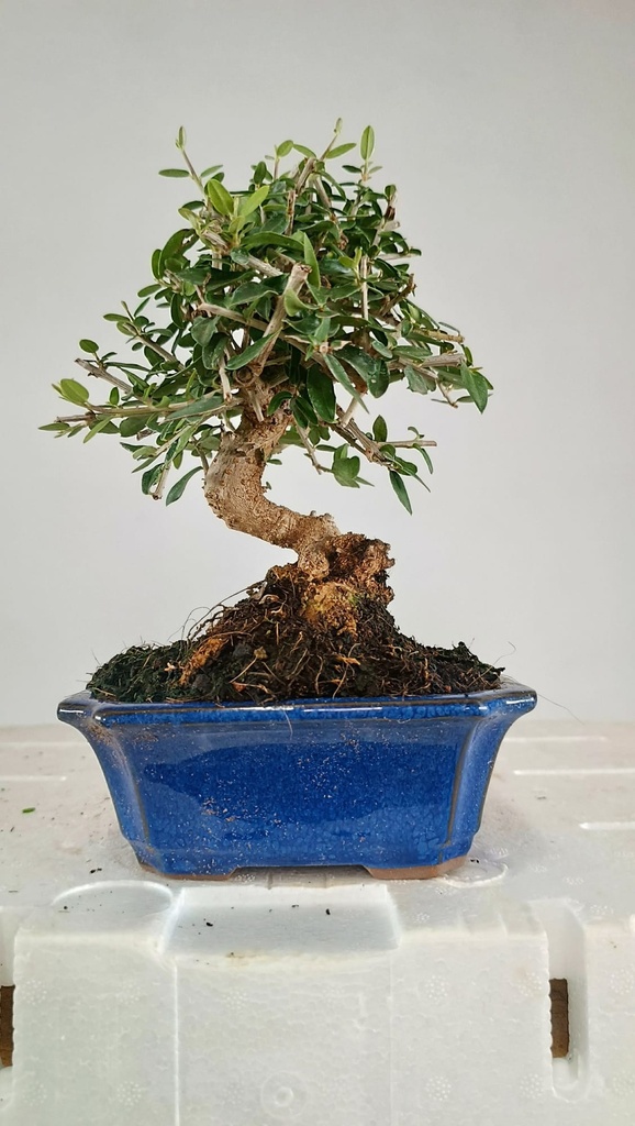 2 OLEA EUROPAEA SYLVESTRIS,  30 EUROS