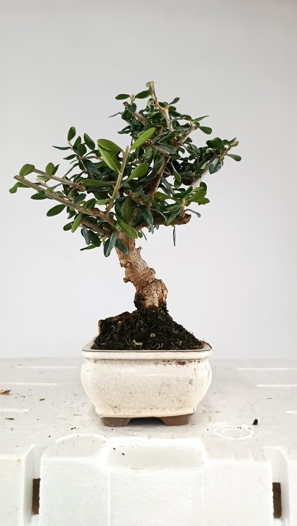 1 Olea europaea sylvestris, 30 euros
