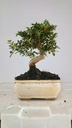 0  Olea europaea sylvestris,   30 euros