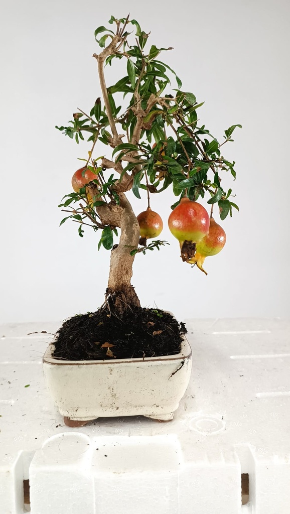 1  Punica granatum,  40 euros