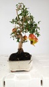 1  Punica granatum,  40 euros