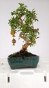 0Punica granatum, 40 euros