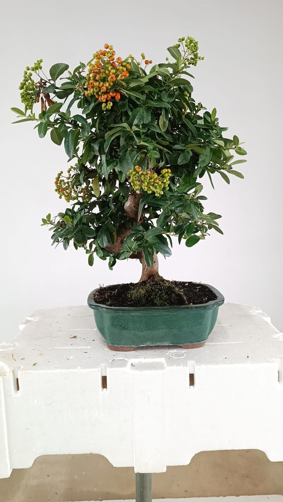 Pyracantha ap,  100 euros