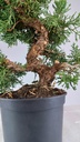3 Juniperus chinensis,  60 euros