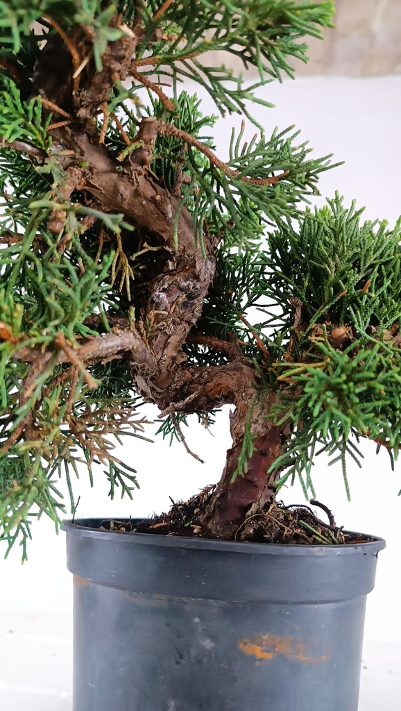 2 Juniperus chinensis, 60 euros