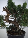 *N.º 2 Juniperus chinensis kyushu 60 euros Passport --153692- 0509  D-ES2543