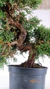 2 Juniperus chinensis, 60 euros