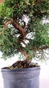 1 Juniperus chinensis,  60 ceuros