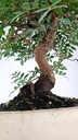 0 Pistacia lentiscus,  80 euros