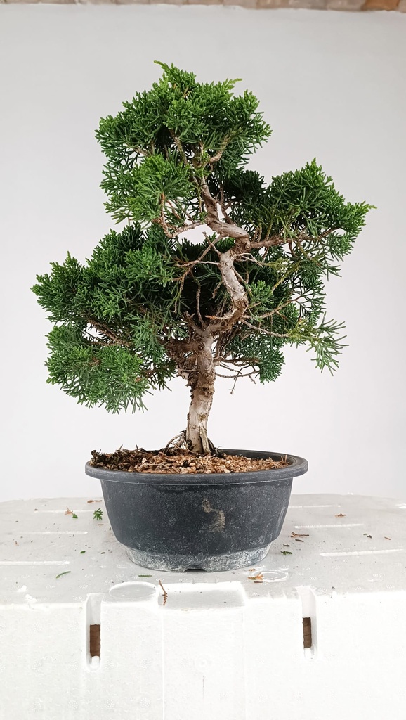2 Juniperus chinensis kyushu, 55 euros