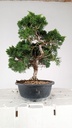2 Juniperus chinensis kyushu, 55 euros