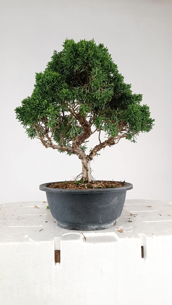 1 Juniperus chinensis kyushu, 55 euros