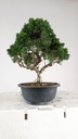 1 Juniperus chinensis kyushu, 55 euros