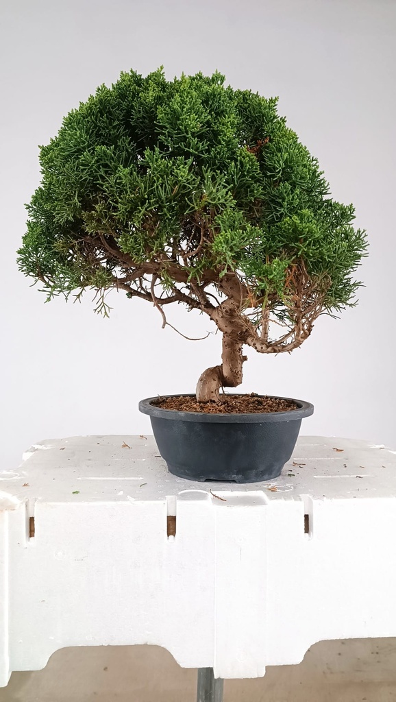 N.º 3 Juniperus chinensis kyushu 155 euros Passport -43-165428-040325  D-ES