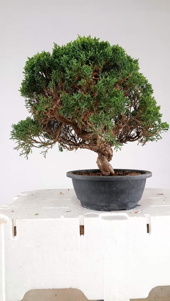 2  Juniperus chinensis kyushu, 155 euros