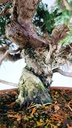Juniperus chinensis itoigawa,  770 euros