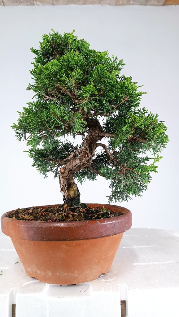 Juniperus chinensis itoigawa  450 euros