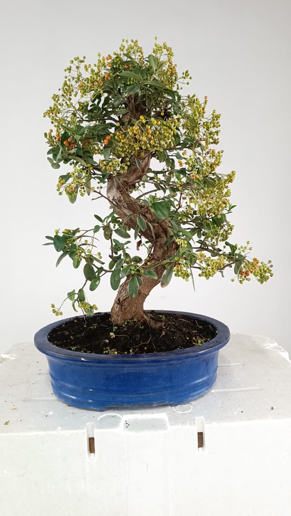 Pyracantha, 120 euros Passport -43-121638-050925
