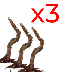 Oferta 3 Nebaris