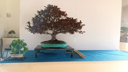 prunus pisardis 4