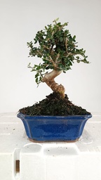 3 Olea europaea sylvestris,  30 euros