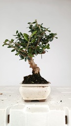 1 Olea europaea sylvestris, 30 euros