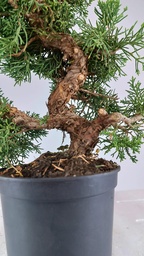 3 Juniperus chinensis,  60 euros