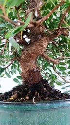 *N.º 2 Pistacia lentiscus 80 euros Passport-43-154488-050925 D-ES