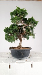 *N.º 2 Juniperus chinensis kyushu 60  euros Passport -43-161512-200125  D-ES
