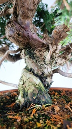 Juniperus chinensis itoigawa,  770 euros
