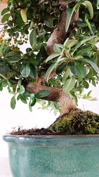 Pyracantha sp.  100 euros