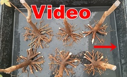 N.º 1 Acer buergerianum 45 euros envió gratis península y Portugal, Passport 25/0001