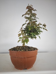 B 4. Acer buergerianum 150 euros con envio incluido peninsula y Portugal. Passport 25/00001
