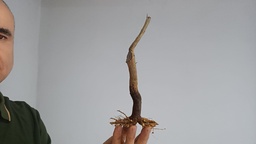 G 14. Granado nejikan 120 euros con envio incluido peninsula y Portugal. Passport 25/00006