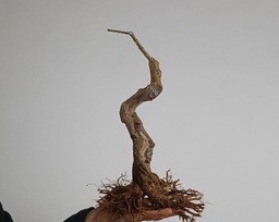 G 16. Granado nejikan / 230€