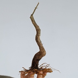 G26. Granado nejikan/ 150€