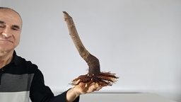 H 11. Ficus carica 120 euros con envio gratis peninsula.