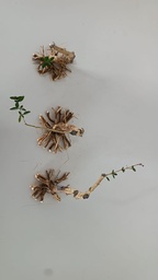 S 1. Serissa Phoetida, 45 euros con envio gratis peninsula.