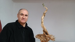 C 2.  Serissa phoetida, 310 euros con envio gratis peninsula.