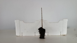 *Plantones Acer buergerianum 1 unidad 14,50 con envio gratis peninsula.