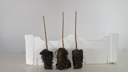 *Plantones Acer buergerianum 3 unidades 27,50 euros con envio gratis peninsula