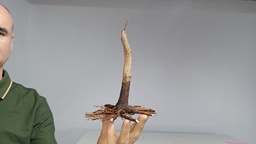 B 15. Acer buergerianum 120 euros con envio gratis peninsxula.