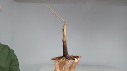 B 20. Acer buergerianum 150 euros con envio gratis peninsula.